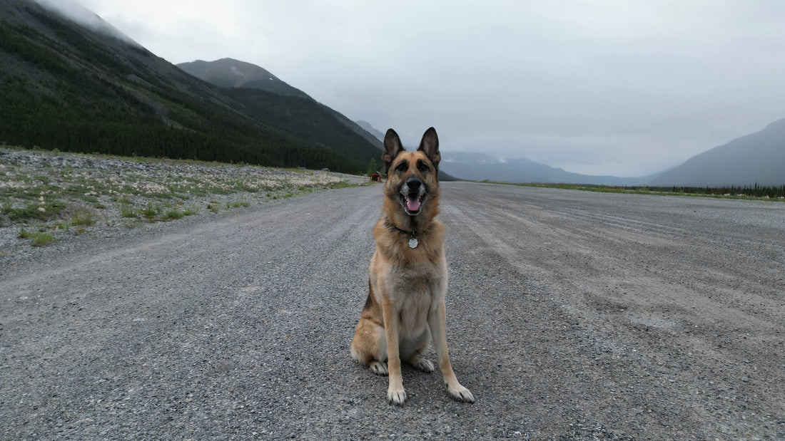 A dog resting near mountain scenery during a quiet outdoor moment on the road.